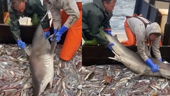 Cá mập cố ngoạm đồ ăn trước khi bị ngư dân trả về biển