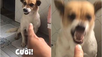Chú chó nổi giận khi bị chủ 'bắt cười'