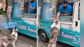 Chú chó dành cả thanh xuân ngồi đợi xe bán kem