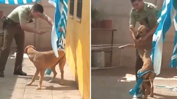 Video hot nhất tuần qua: Chú chó ôm cảm ơn viên cảnh sát cứu mình