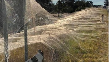 Tơ nhện giăng kín một thị trấn của Australia