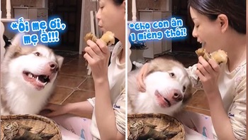 Chú chó làm mặt dễ thương năn nỉ cô chủ cho miếng bánh