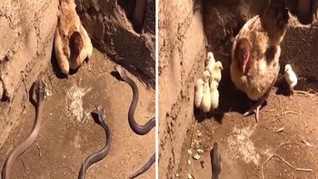 Gà mẹ quyết chiến với 3 con rắn hổ mang để bảo vệ con