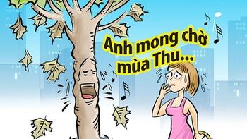 Hà Nội: Cây phong lá đỏ 'đi nghỉ mát' vì nắng nóng gay gắt