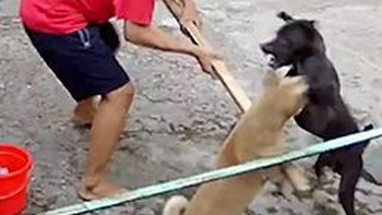 Hai chú chó lao vào đánh nhau vì hiểu nhầm ý cậu chủ