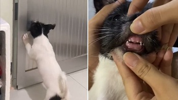 Chú chó bị cậu chủ troll đóng cửa 'bay mất hàm răng'