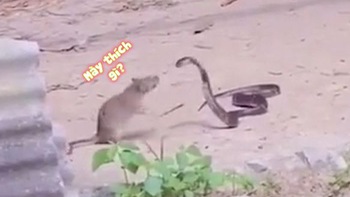 Chuột đại chiến với rắn hổ mang