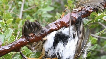 Pháp cấm dùng bẫy keo dính bắt chim
