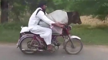 Thanh niên lấy xe máy chở bò đi dạo phố