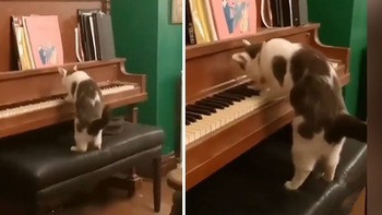 Chú mèo 'đánh piano' chuyên nghiệp