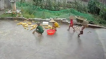 4 đứa trẻ ở nhà dọn ngô chạy trời mưa giúp ông bà