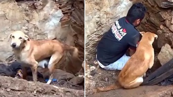 Chó mẹ nghẹn ngào khi đàn con vùi lấp dưới đất được cứu sống
