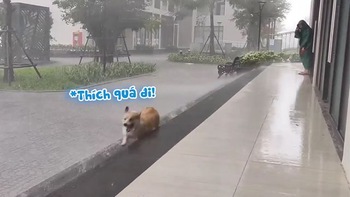 Chó corgi chạy vui đùa dưới mưa như đứa trẻ