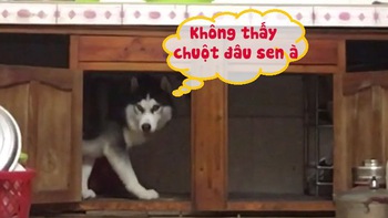 Cô chủ đuổi chuột chạy 'rách dép', ngáo Husky vẫn tìm trong bếp