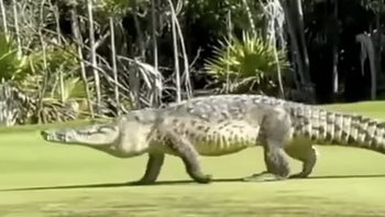 Golf thủ giật mình nhìn cá sấu siêu to khổng lồ trên sân golf