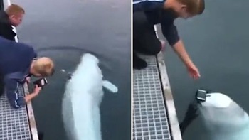 Cá voi trắng lượm điện thoại trả cho chàng trai làm rơi xuống nước