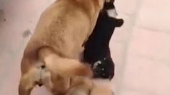 Cún con ham chơi bị chó mẹ kéo về 'đánh đòn'