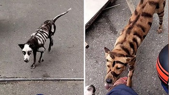 Hai chú chó cưng được chủ hóa trang thành hổ và bộ xương