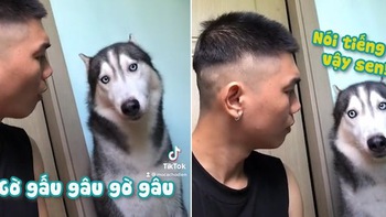 Husky ngơ ngác khi cậu chủ phát âm sai chính tả