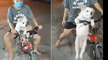 Chó cưng xuống xe bất cẩn té giập mông