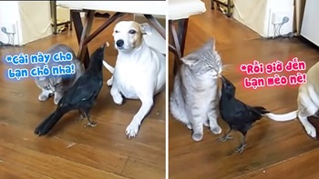 Chú quạ bảo mẫu đút thức ăn cho chó cưng và mèo