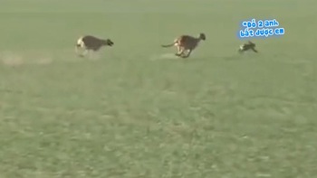 Thỏ chạy lăng ba vi bộ khiến hai chú chó rượt theo bở hơi tai