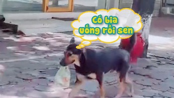Chú chó chạy đi 'mua bia' cho chủ khi Hà Nội giãn cách xã hội