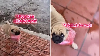 Cún cưng chạy đi mua kem cho chủ trong ngày giãn cách xã hội