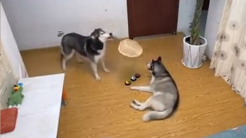 Chú chó bị Husky tát vì quạt không nên hồn