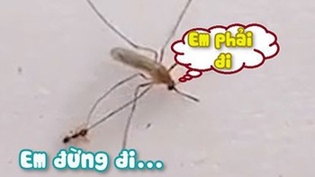 Kiến cắn chân níu kéo không cho muỗi bay