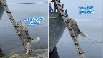 Husky vội leo thang lên thuyền vì sợ bỏ rơi
