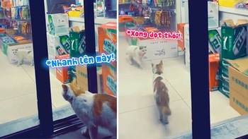 Chú mèo canh cửa cho đồng loại vào siêu thị trộm đồ