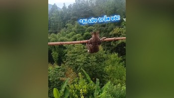 Chú mèo đi cầu kiều hết hồn khi trượt chân