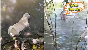 Chú chó không biết bơi vẫn nhảy xuống sông để cứu sen