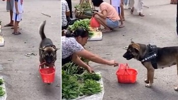 Chú chó cầm làn đi chợ giúp chủ