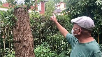 Ông cụ 73 tuổi ở Thượng Hải bị phạt hơn 21.000 USD vì tỉa cây