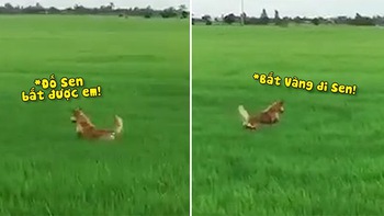 Chú chó nhảy tung tăng trên đồng lúa