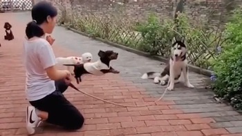 Husky cùng cô chủ cầm dây cho bầy cún cưng chơi nhảy dây