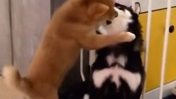 Chú chó chảy nước miếng khi thấy 'cậu vàng' cưỡng hôn Husky