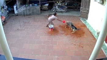 Người phụ nữ dội nước vào đầu 2 chú chó để ngăn chúng đánh nhau