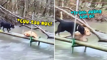 'Cậu mực' giúp đồng loại ngã xuống sông nhanh lẹ