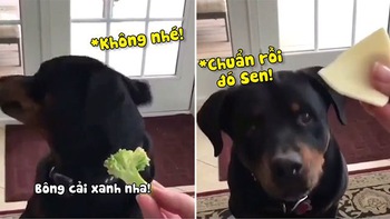 Chú chó lắc đầu liên hồi khi chủ cho ăn rau