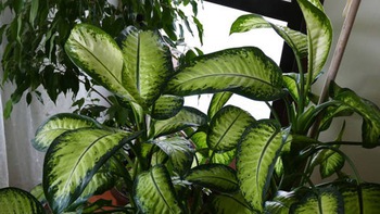 6 loại cây kiểng có độc tính cần lưu ý khi trồng trong nhà
