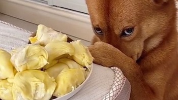Chú chó bịt mũi khi ngồi trước đĩa sầu riêng