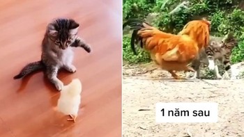 Bị mèo bắt nạt ngày nhỏ, gà trống báo thù sau một năm