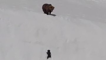 Gấu mẹ huấn luyện con kỹ năng vượt đồi tuyết