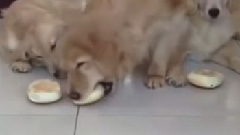 Chó mẹ nhịn ăn để nhường bánh cho 2 con