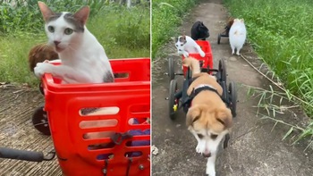 Cô mèo liệt hai chân có tài xế riêng chở đi dạo mỗi ngày