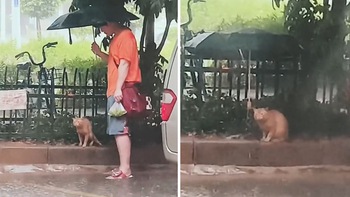 Chàng trai nhường ô cho bé mèo đứng dưới trời mưa