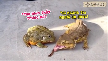 Chú ếch bất lực vì '5 lần 7 lượt' bị thằn lằn cướp mất đồ ăn